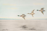 12 Canards au large - Three Ducks flying