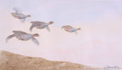 19 Vol de Perdreaux - Partridges flying
