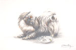 90 Pkinois - Pekinese dog