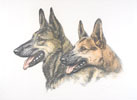 93 Deux ttes de Bergers d'Alsace - Two Alsatian Shepherd-dog heads