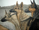 Three Alsatian Shepherd head - Trois ttes de Berger (Original)