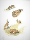 11 - Etude de lièvres - Hares study