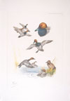 13 - Etude de canards milouin - Pochards study