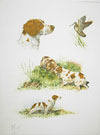 17 - Etude d'épagneuls bretons - Brittany spaniels study