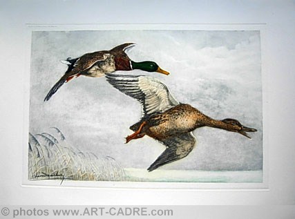 03 Canards sauvages - A couple of Mallards flying Clickez pour zoomer