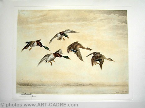 10 Vol de cinq Canards - Five Ducks flying Click to ZOOM