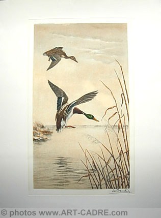 11 Canards aux marais - Ducks in marsh Clickez pour zoomer