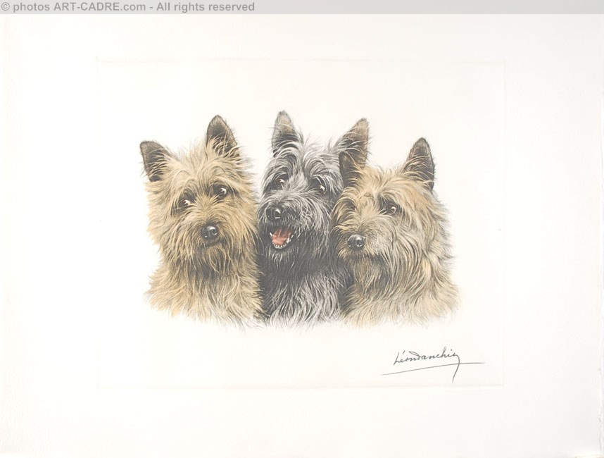 92 Cairns Terriers - Three Cairn-terriers heads Clickez pour zoomer