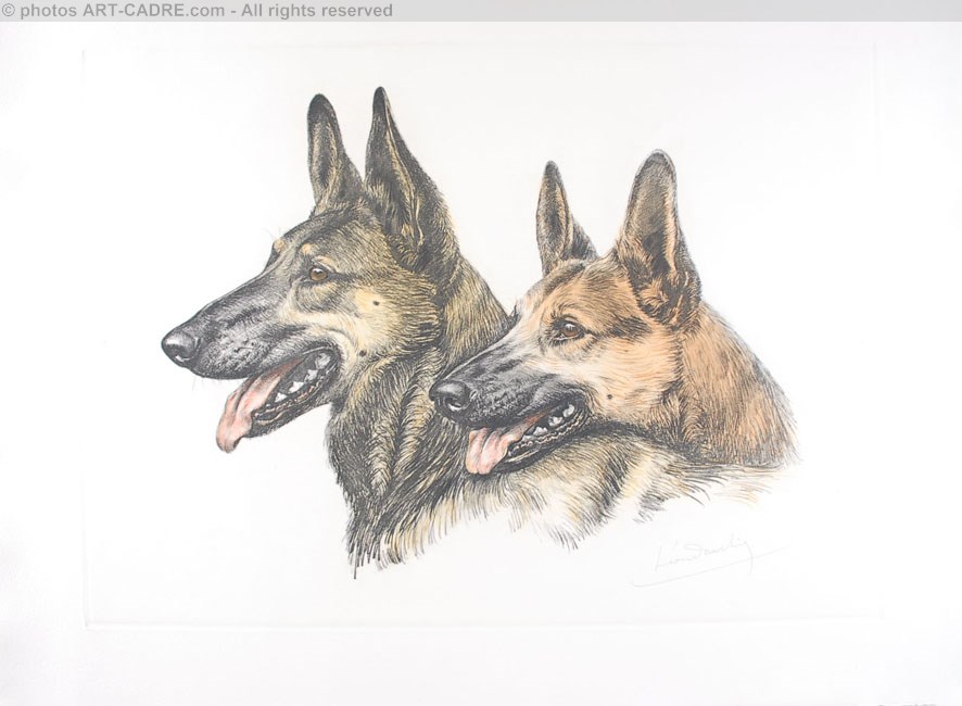 93 Deux ttes de Bergers d'Alsace - Two Alsatian Shepherd-dog heads Clickez pour zoomer