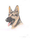95 Tte de Berger - Alsatian Shepherd-dog head Clickez pour zoomer