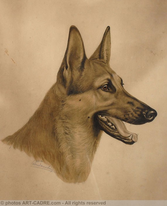 Tte de Berger - Alsatian Shepherd-dog head (Original) Click to ZOOM