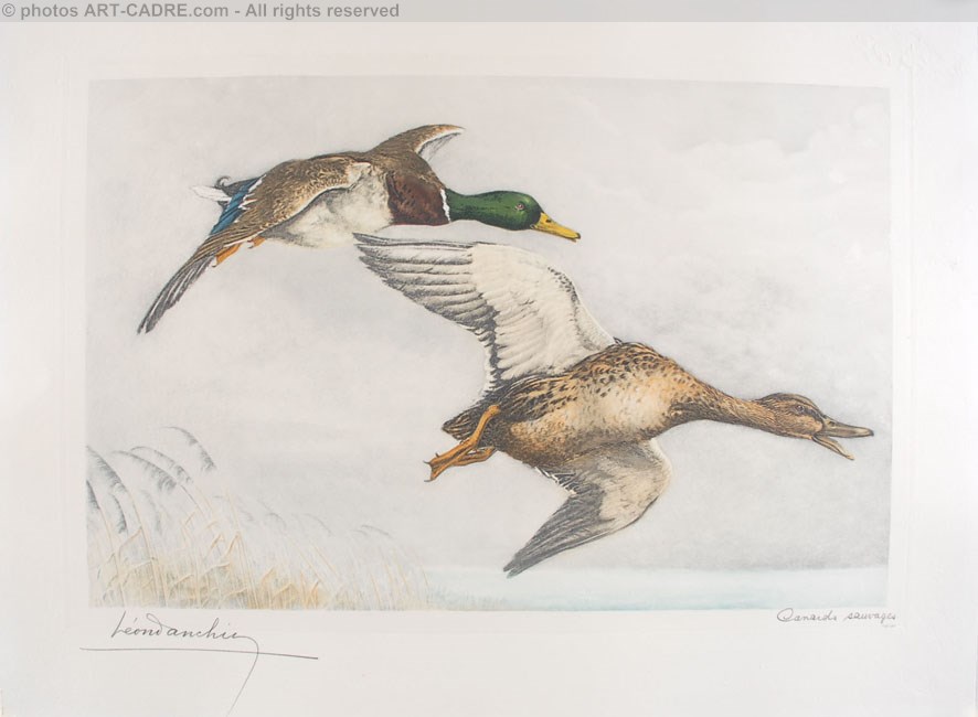 03 Canards sauvages - A couple of Mallards flying (Original) Clickez pour zoomer