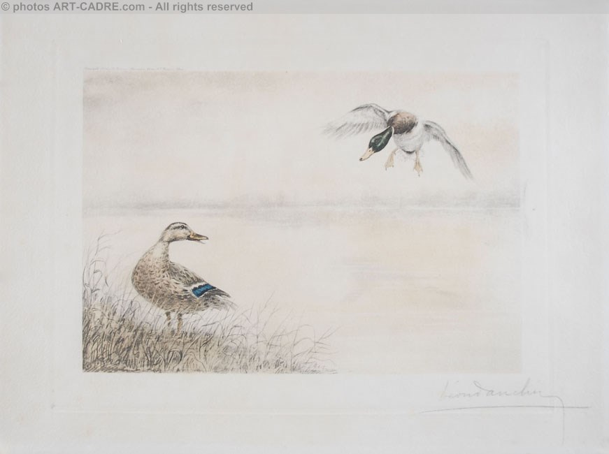 05 Canards se posant - Two Ducks landing (Original) Clickez pour zoomer
