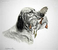 49 Setter et Perdrix -  English Setter and Partridge (Original) Click to ZOOM