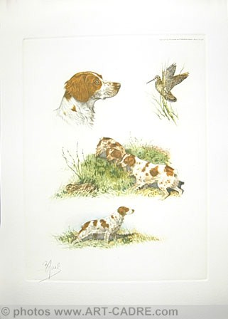 17 - Etude d'pagneuls bretons - Brittany spaniels study Clickez pour zoomer