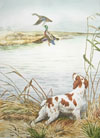 24 - Epagneul breton levant des canards - Brittany spaniel and ducks in the marshes Clickez pour zoomer